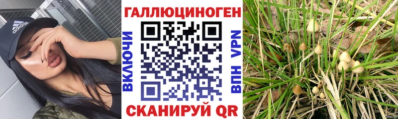 Купить  Борзя  Галлюциногенные грибы Cubensis 